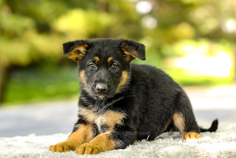 Infiniti Image of Infiniti, a German Shepherd puppy
