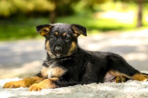 Image of Infiniti, a German Shepherd puppy