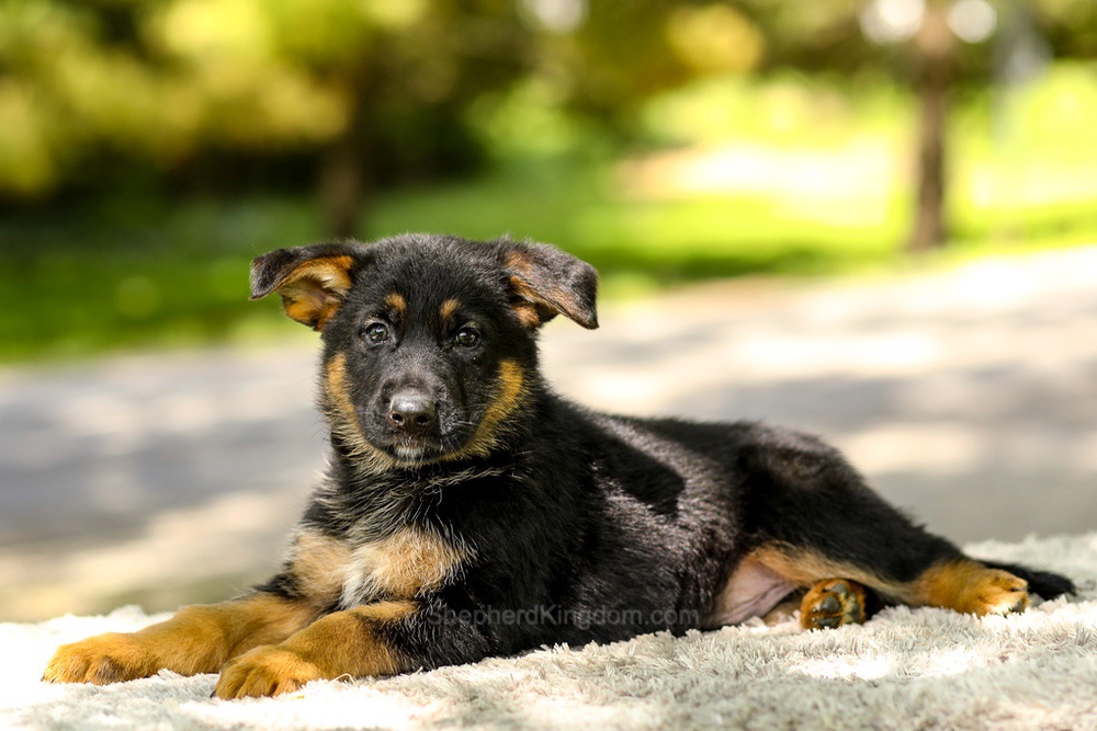 Infiniti Image of Infiniti, a German Shepherd puppy