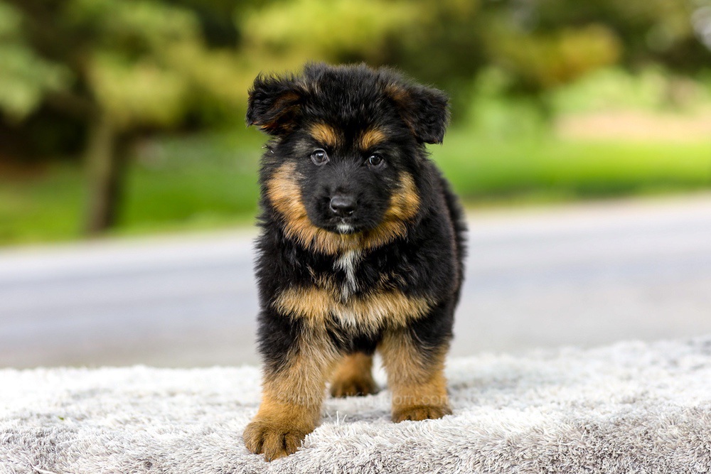 Isaiah Image of Isaiah, a German Shepherd puppy