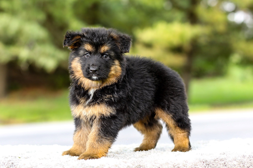 Isaiah Image of Isaiah, a German Shepherd puppy
