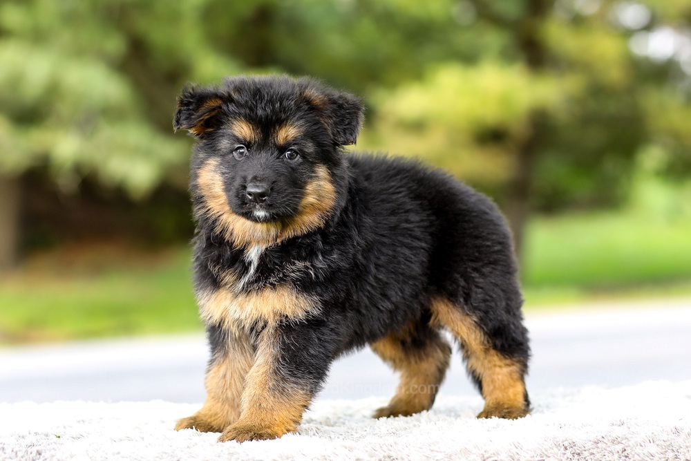 Isaiah Image of Isaiah, a German Shepherd puppy