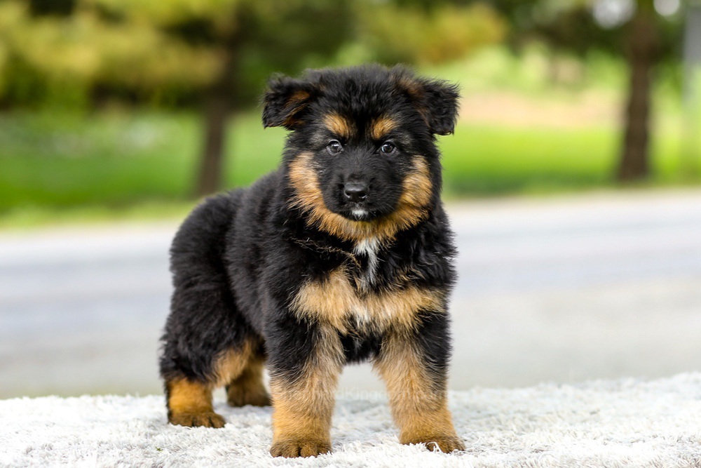 Isaiah Image of Isaiah, a German Shepherd puppy