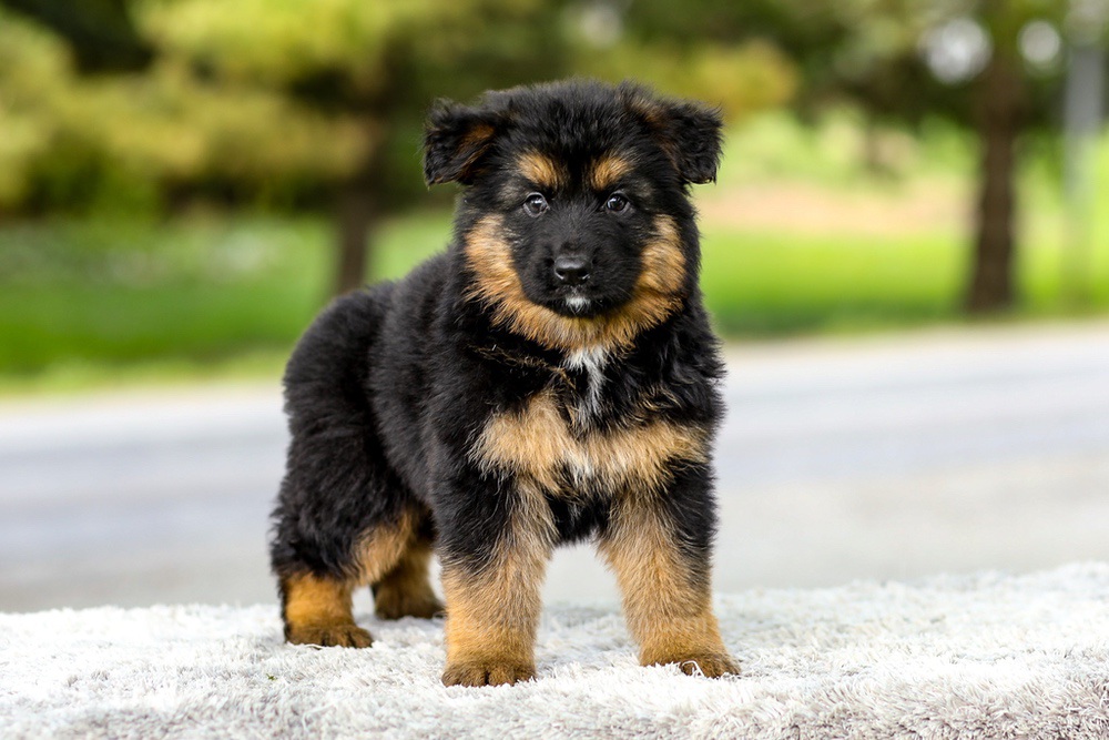 Isaiah Image of Isaiah, a German Shepherd puppy
