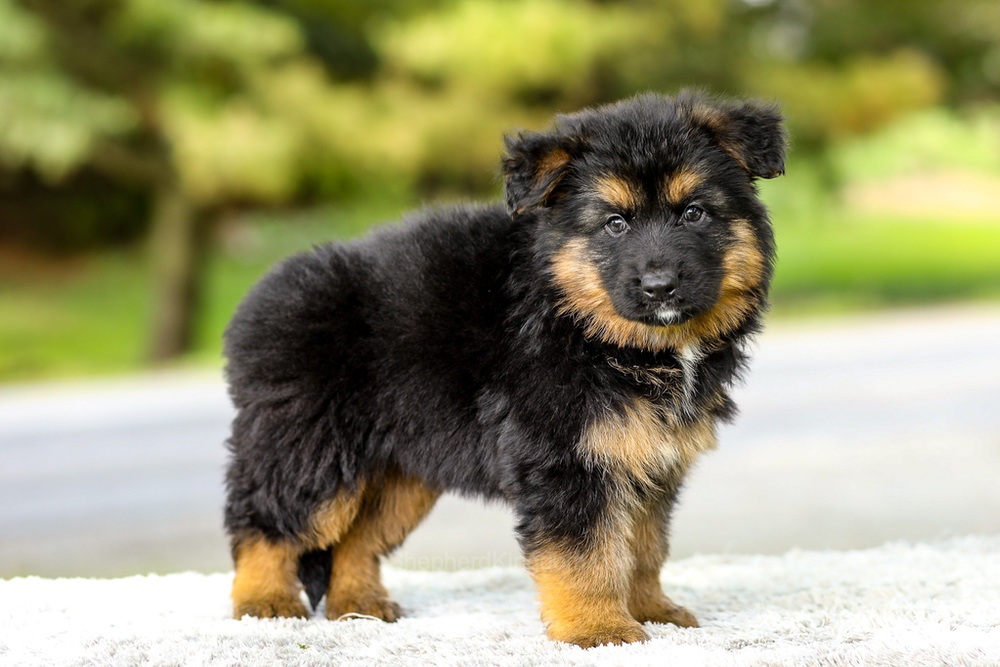 Isaiah Image of Isaiah, a German Shepherd puppy