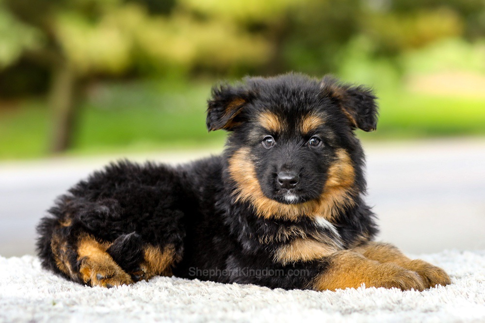 Isaiah Image of Isaiah, a German Shepherd puppy
