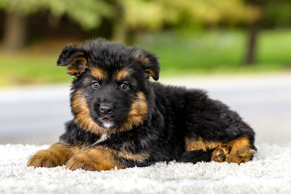 Isaiah Image of Isaiah, a German Shepherd puppy