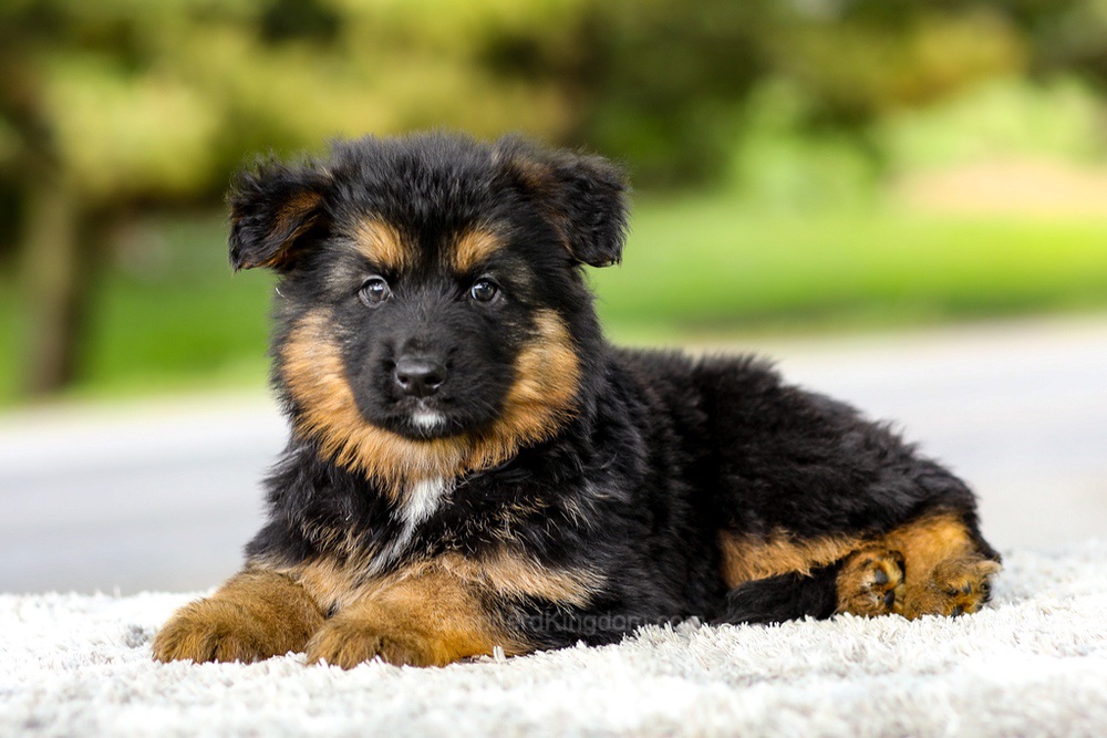 Isaiah Image of Isaiah, a German Shepherd puppy