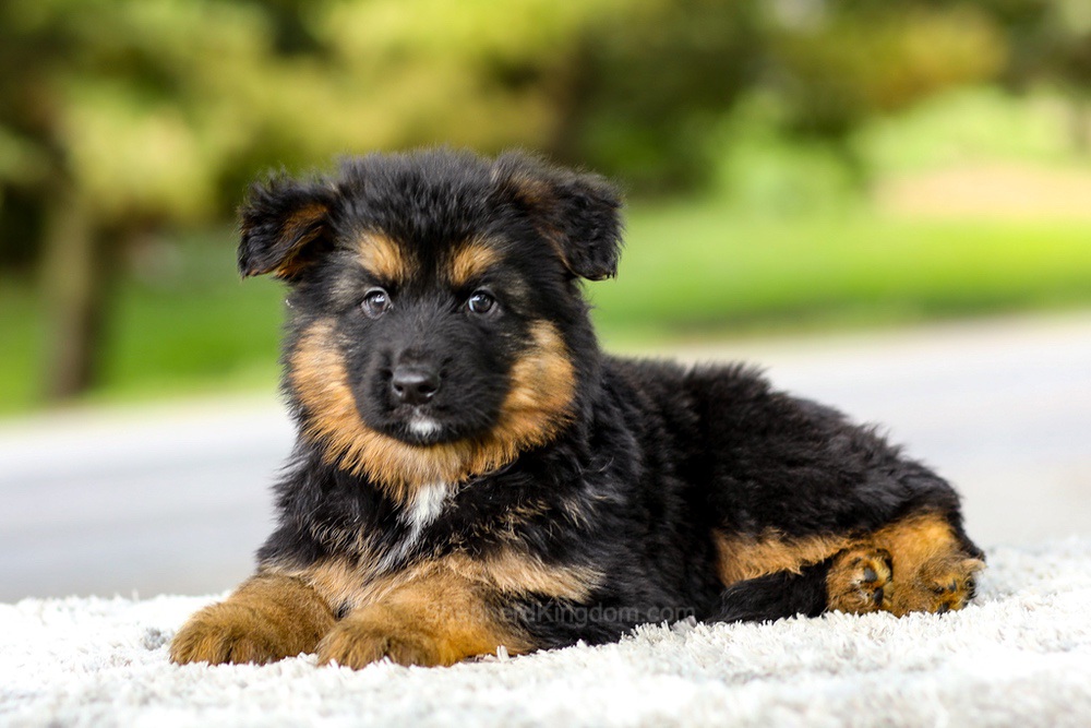 Isaiah Image of Isaiah, a German Shepherd puppy