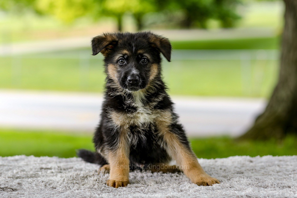 Israel Image of Israel, a German Shepherd puppy