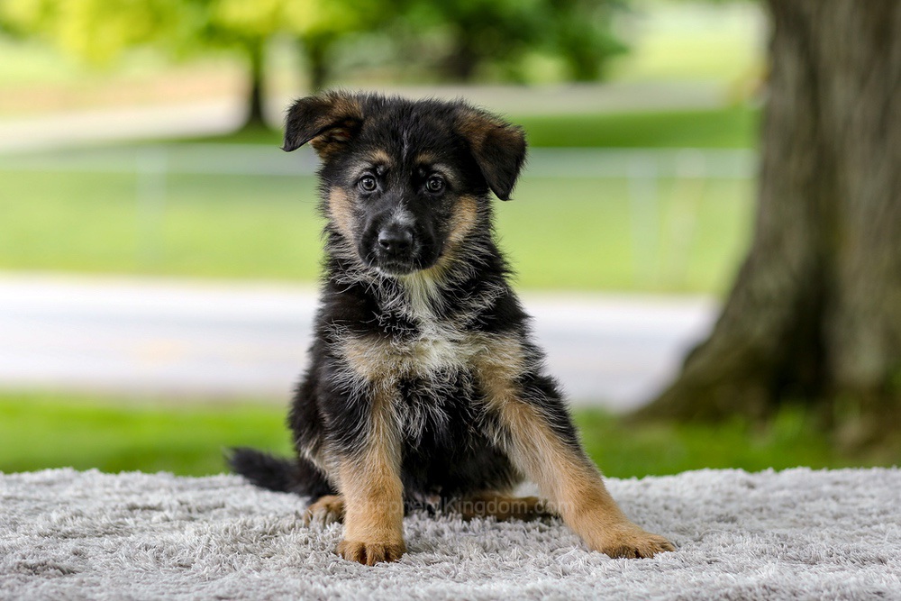Israel Image of Israel, a German Shepherd puppy