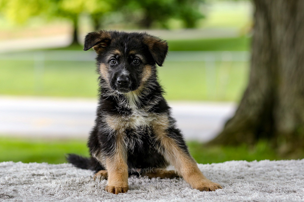 Israel Image of Israel, a German Shepherd puppy