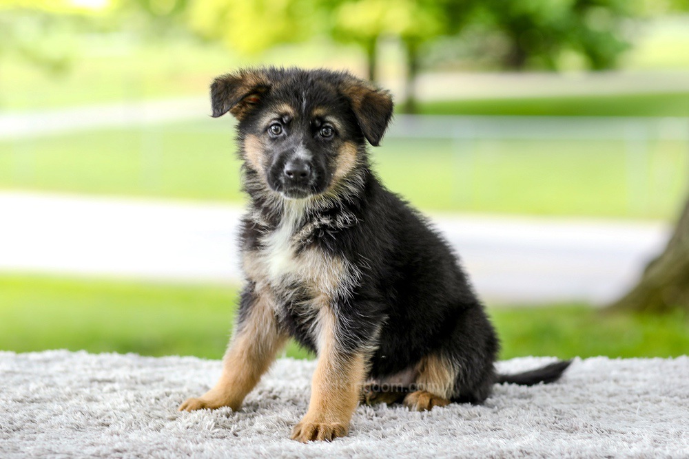 Israel Image of Israel, a German Shepherd puppy