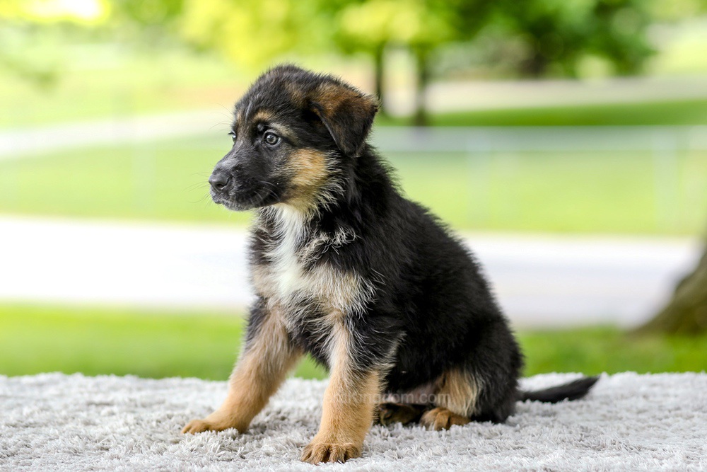 Israel Image of Israel, a German Shepherd puppy