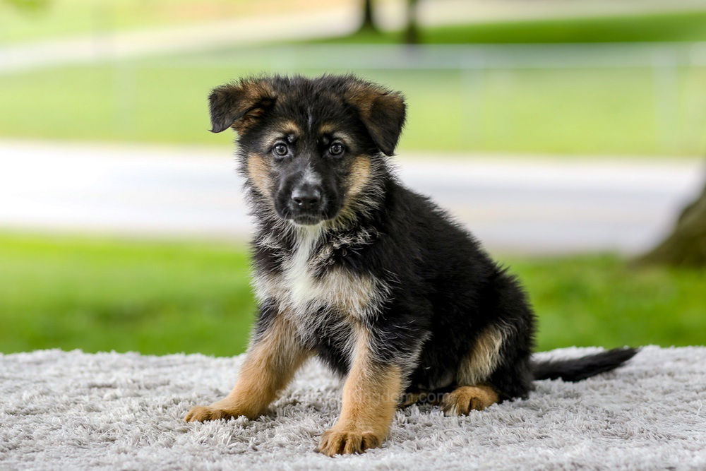 Israel Image of Israel, a German Shepherd puppy
