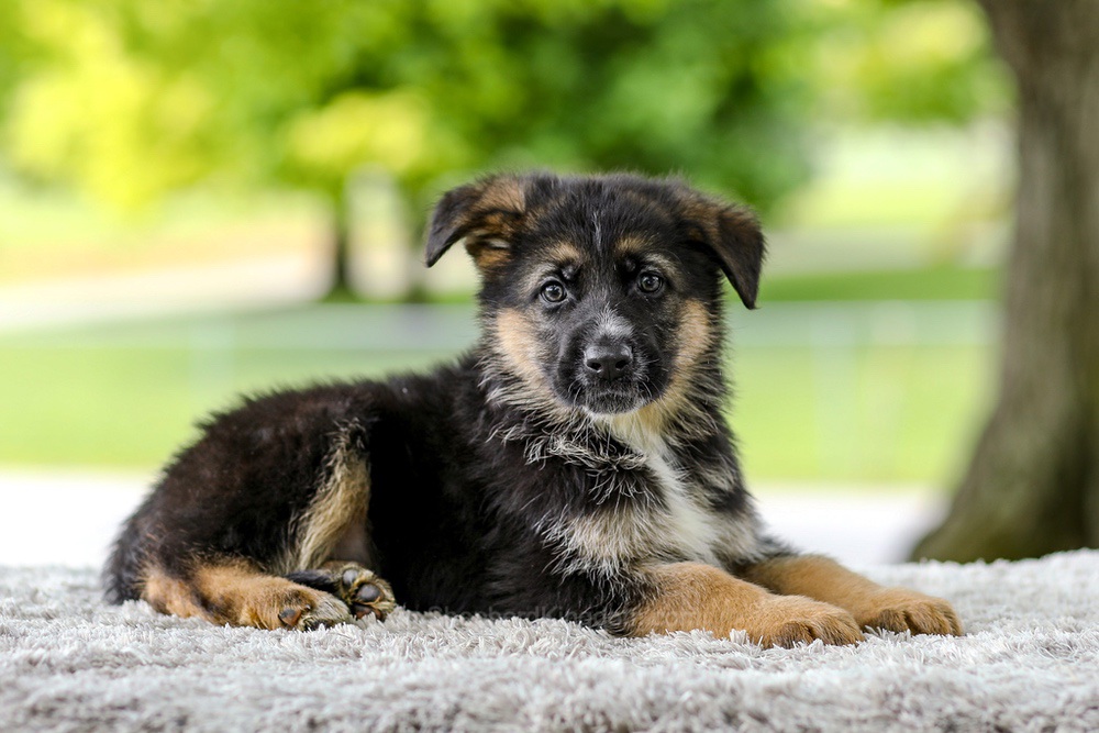 Israel Image of Israel, a German Shepherd puppy