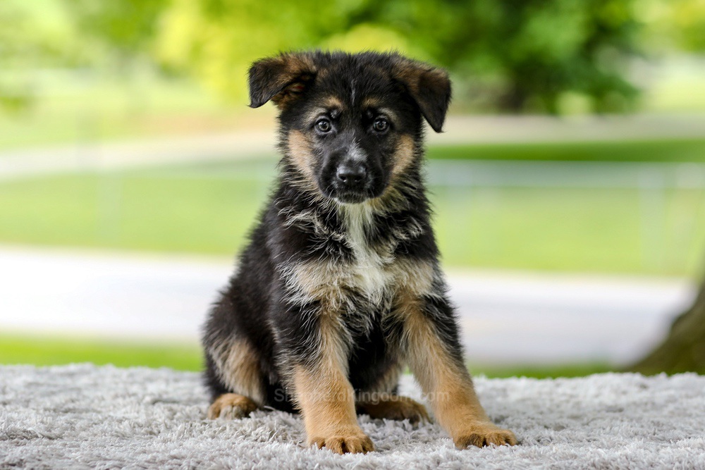 Israel Image of Israel, a German Shepherd puppy