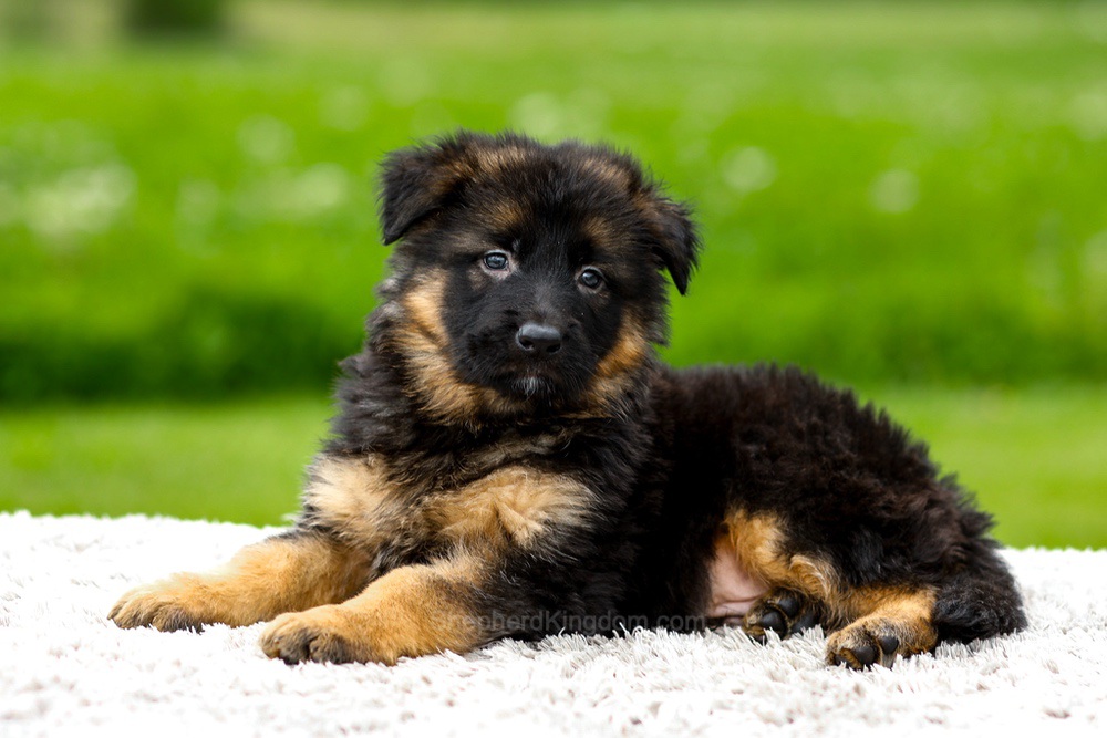 Jagger Image of Jagger, a German Shepherd puppy