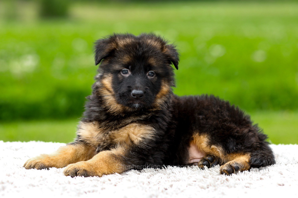 Jagger Image of Jagger, a German Shepherd puppy