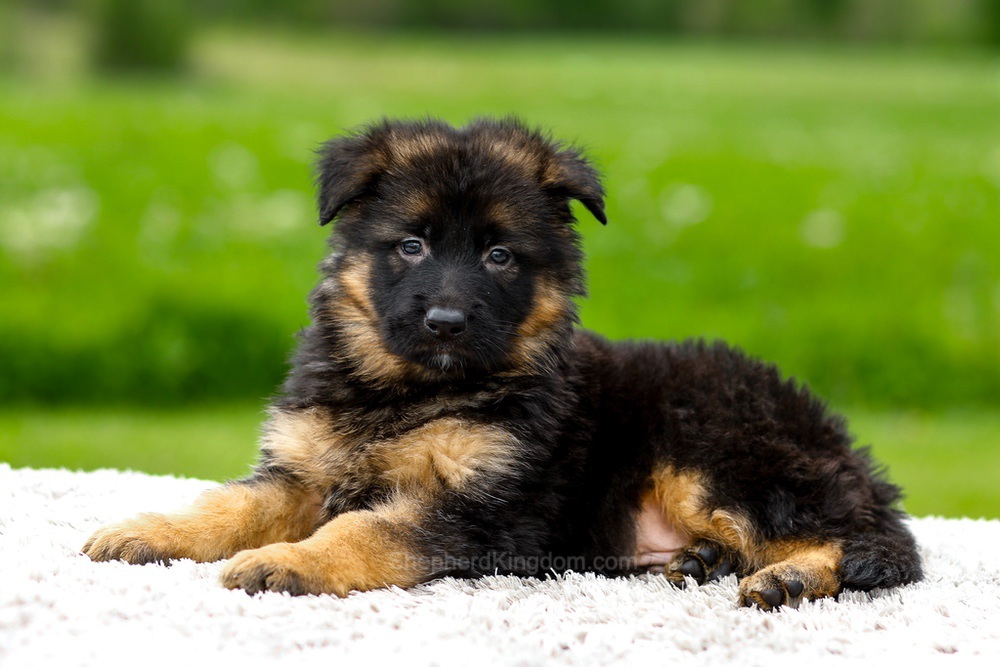 Jagger Image of Jagger, a German Shepherd puppy