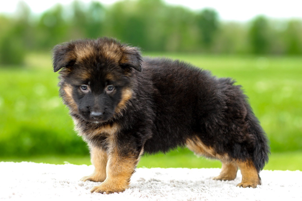 Jagger Image of Jagger, a German Shepherd puppy