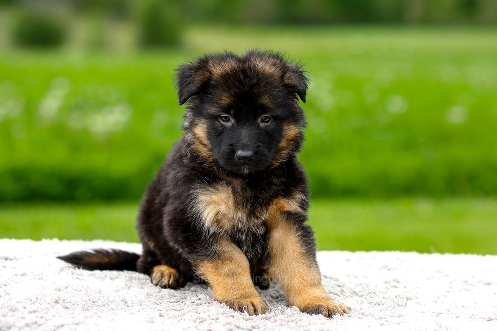 Jagger Image of Jagger, a German Shepherd puppy