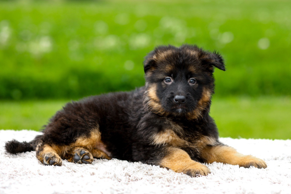 Jagger Image of Jagger, a German Shepherd puppy
