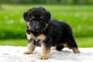 Image of Jax, a German Shepherd puppy