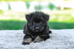 Image of Magnus, a German Shepherd puppy