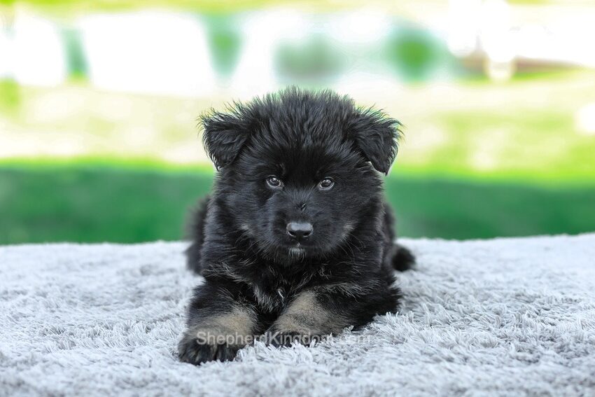 Magnus Image of Magnus, a German Shepherd puppy