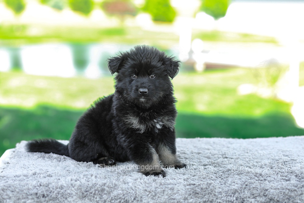 Magnus Image of Magnus, a German Shepherd puppy