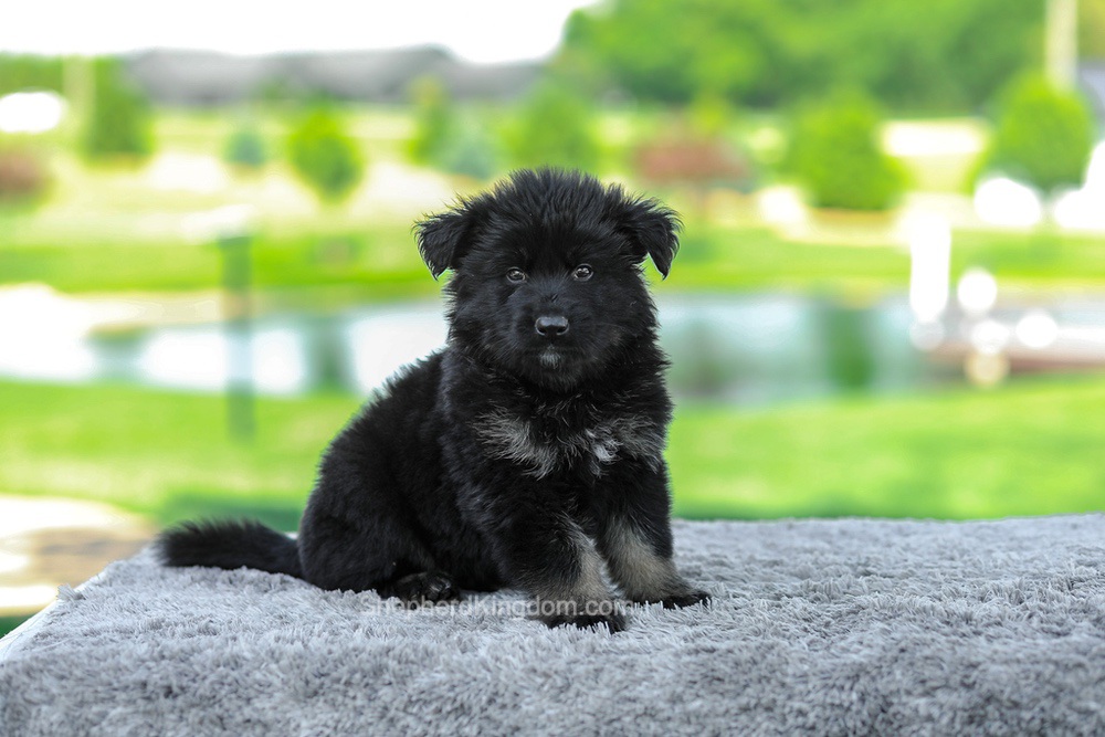 Magnus Image of Magnus, a German Shepherd puppy