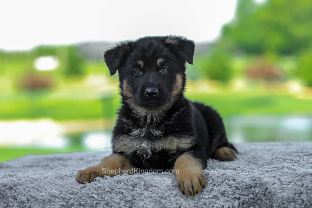 Mateo Image of Mateo, a German Shepherd puppy