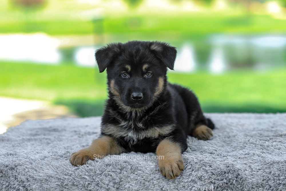 Mateo Image of Mateo, a German Shepherd puppy