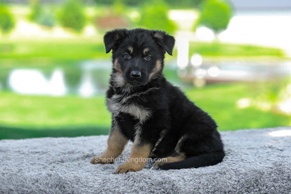 Mateo Image of Mateo, a German Shepherd puppy
