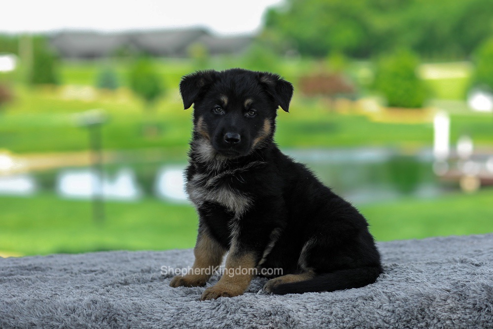 Mateo Image of Mateo, a German Shepherd puppy