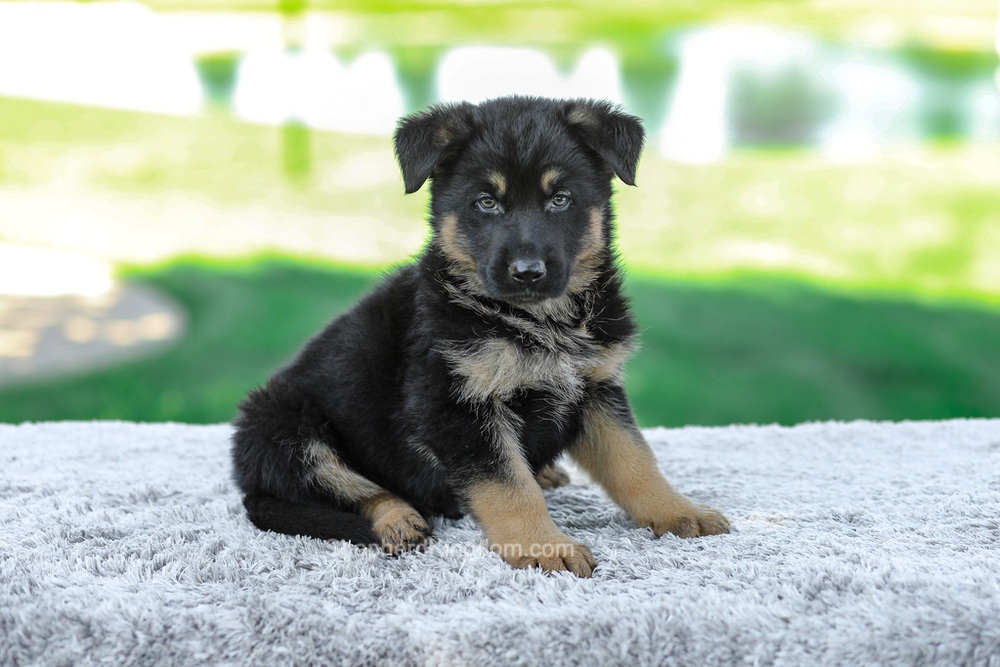 Mateo Image of Mateo, a German Shepherd puppy