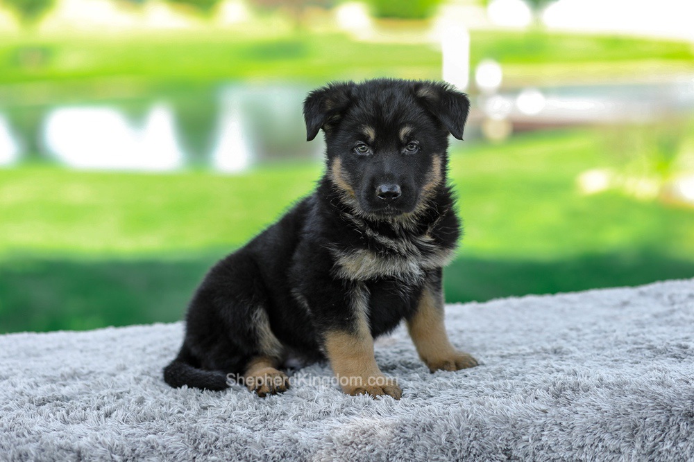 Mateo Image of Mateo, a German Shepherd puppy