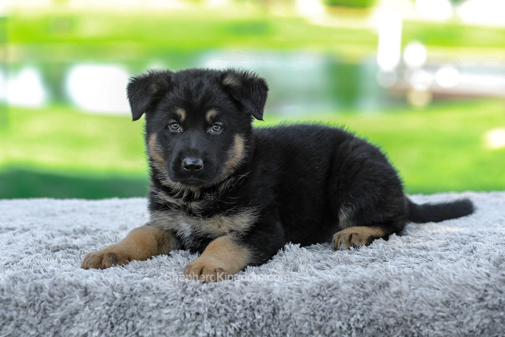 Mateo Image of Mateo, a German Shepherd puppy