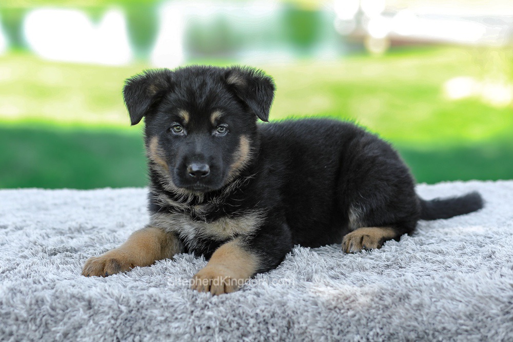 Mateo Image of Mateo, a German Shepherd puppy
