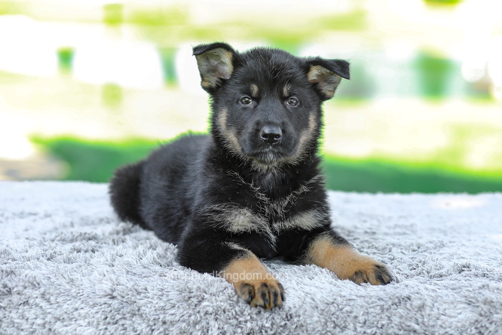 Maverick