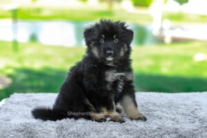 Image of Memphis, a German Shepherd puppy