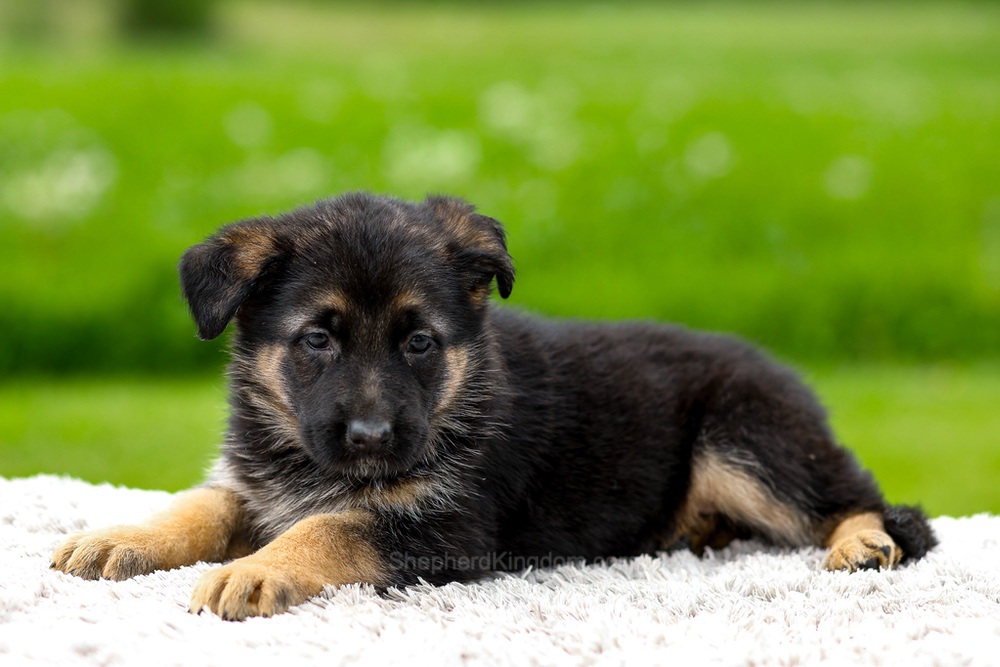 Juniper Image of Juniper, a German Shepherd puppy