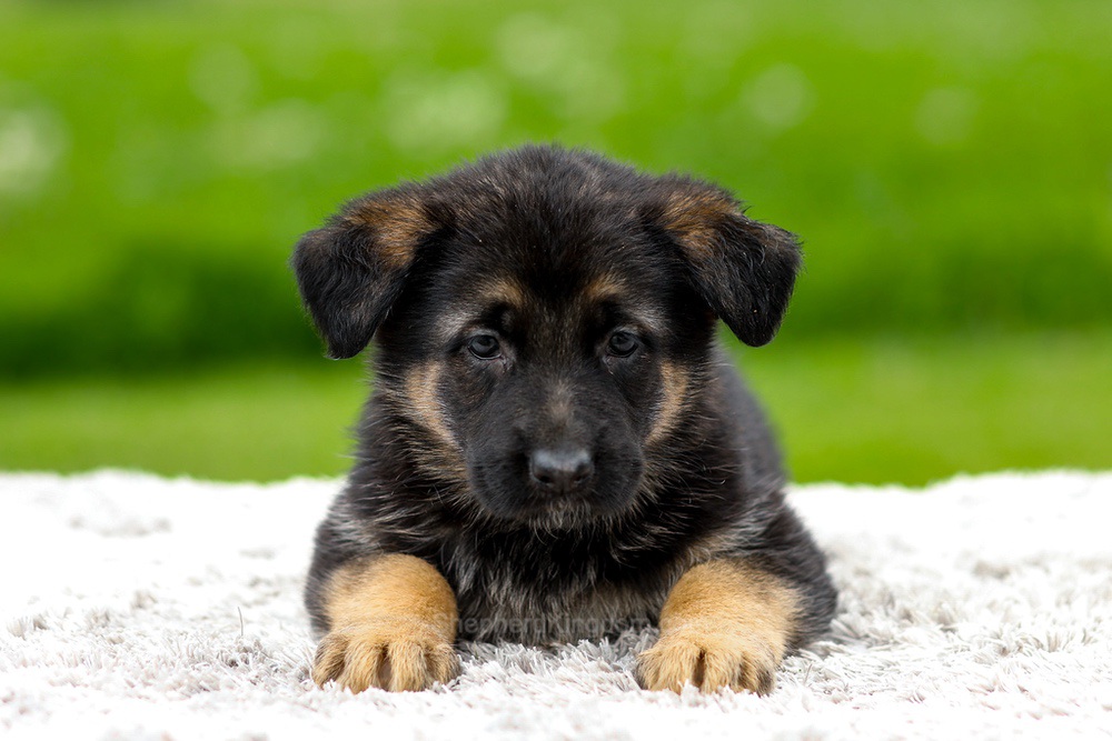 Juniper Image of Juniper, a German Shepherd puppy