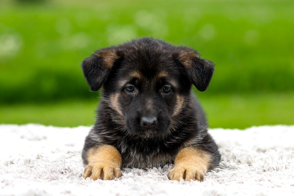 Juniper Image of Juniper, a German Shepherd puppy