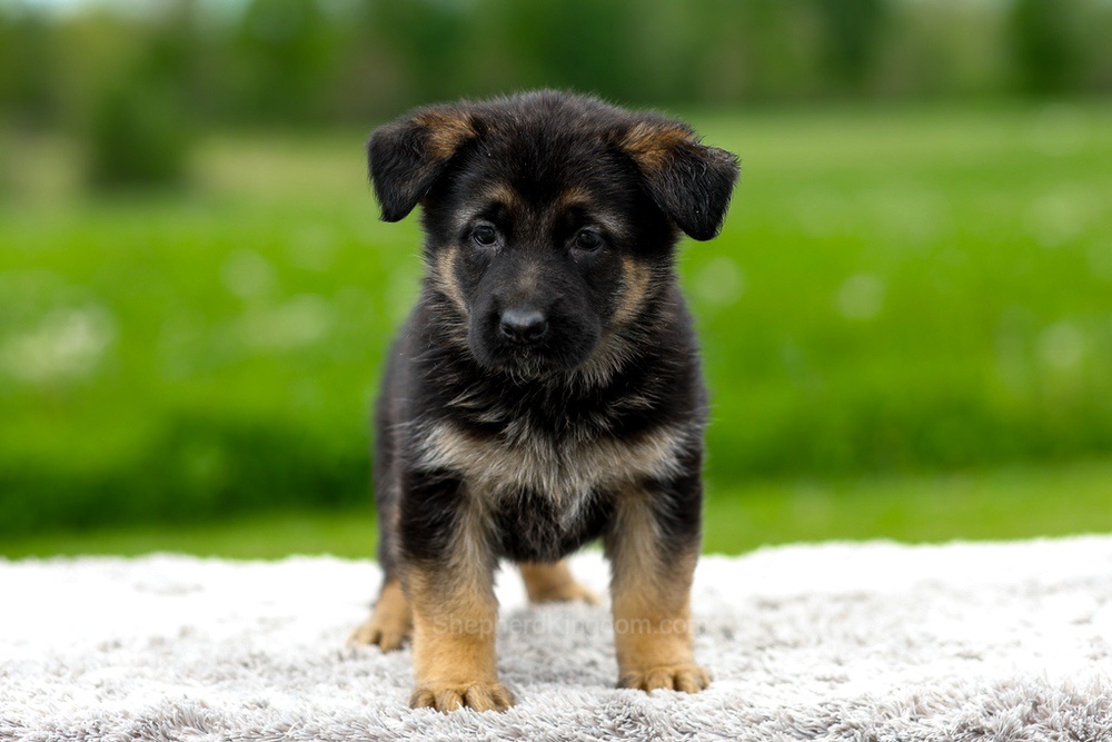 Juniper Image of Juniper, a German Shepherd puppy