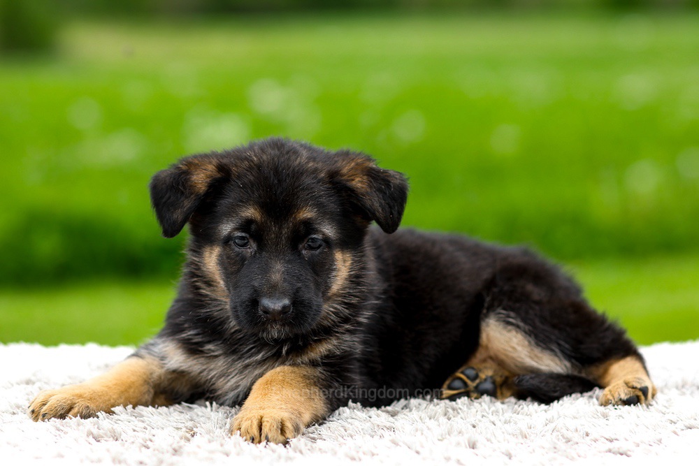 Juniper Image of Juniper, a German Shepherd puppy