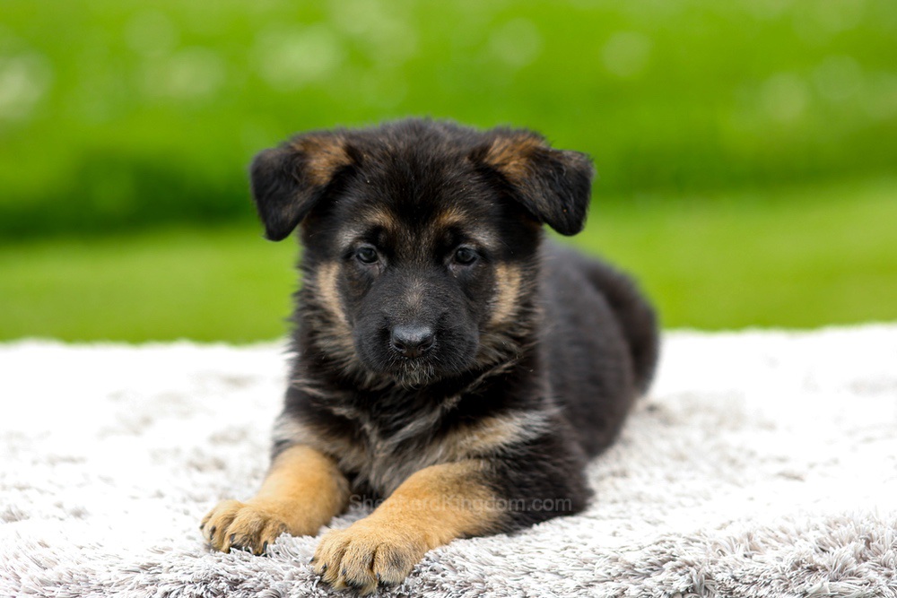 Juniper Image of Juniper, a German Shepherd puppy