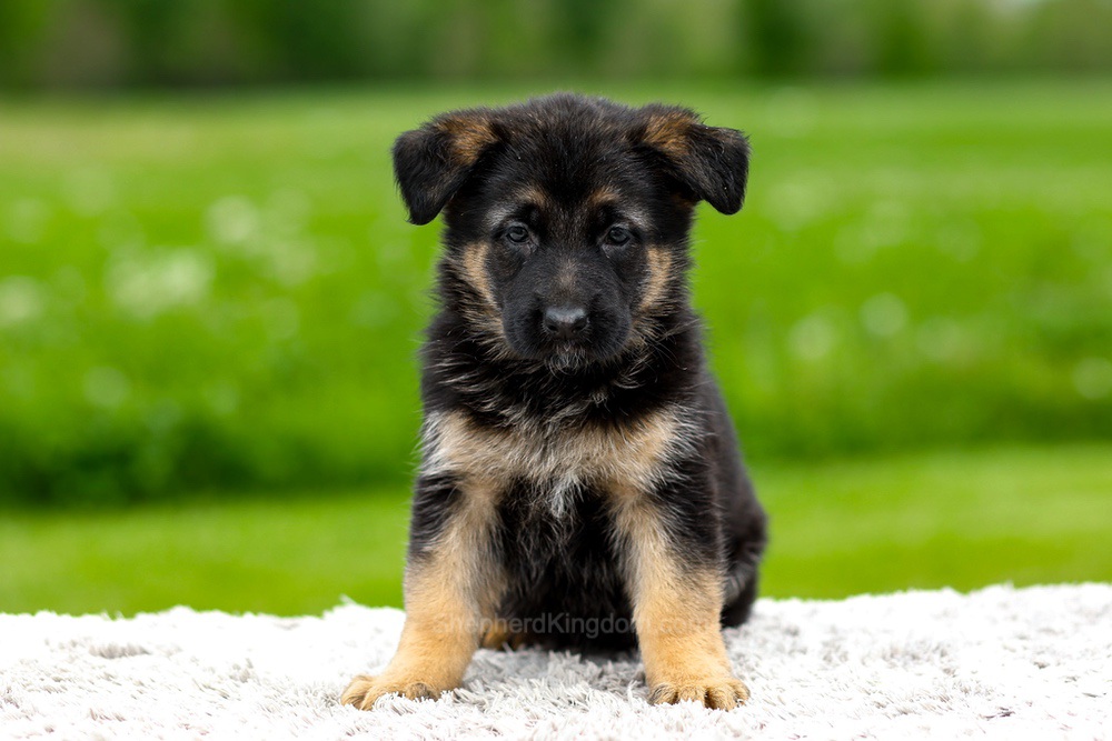 Juniper Image of Juniper, a German Shepherd puppy