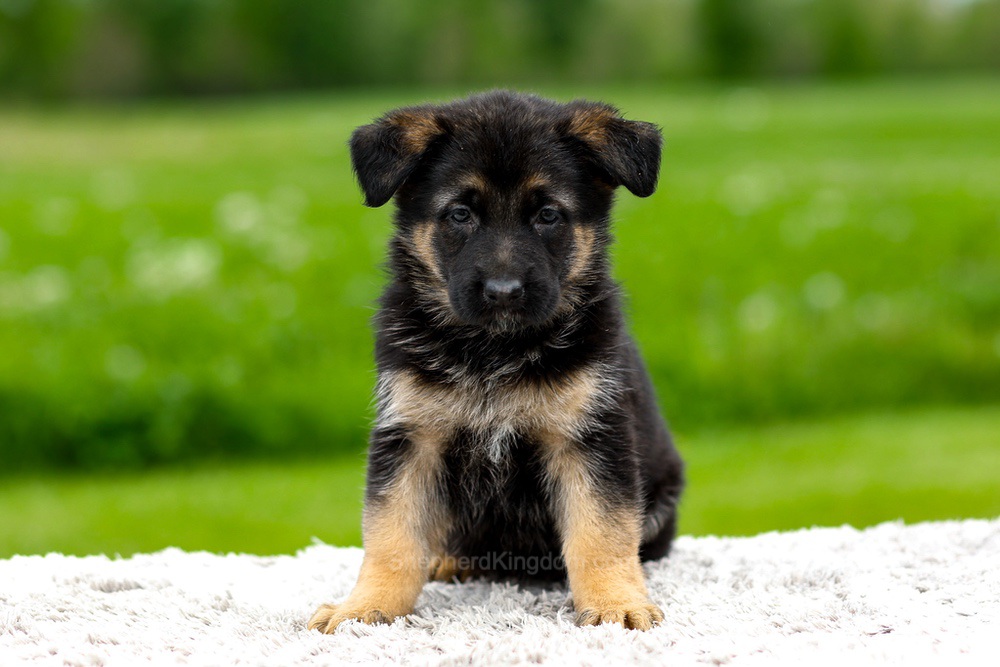 Juniper Image of Juniper, a German Shepherd puppy